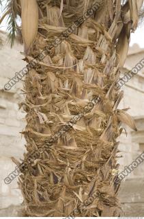 Photo Texture of Palm Bark 0006